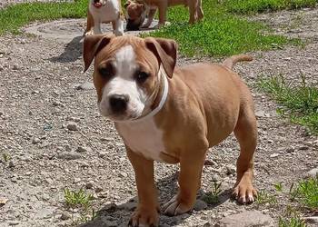 American Staffordshire Terrier