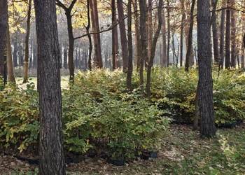 Buk pospolity, fagus sylvatica w donicach 5 litrowych. Duże sadzonki buka.