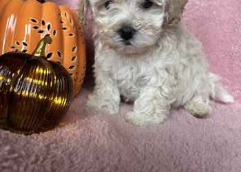 Maltipoo piesek F1 biszkoptowy