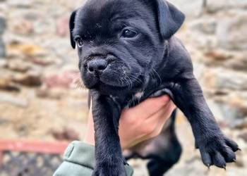 Staffordshire bull terrier