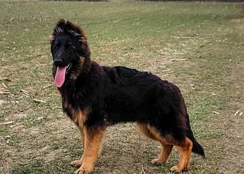 Szczenięta Owczarek Niemiecki Długowłosy