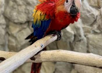 Ara macao samiec 2025 Kraków