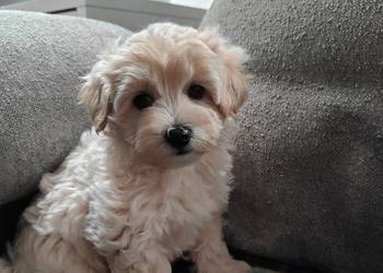 Maltipoo F1
