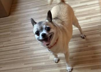 Chohuhua sunia na kolanka