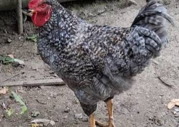 Koguty wiejskie Leghorn i Rossa z własnego wylęgu
