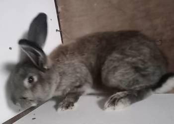Królik samica belgijska