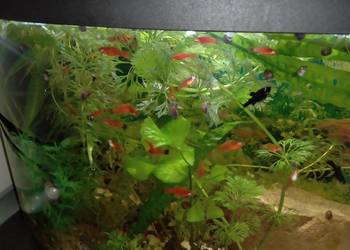 Młode mieczyki narybek po 4 zł za sztukę