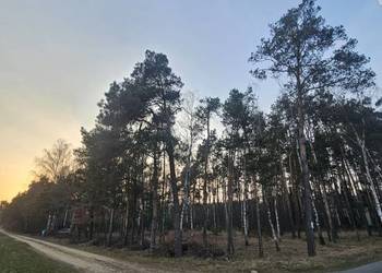 Działka budowlana w lesie 2631m 2MRU Dokudów II