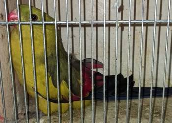 Papugi górskie samce dorosłe i młode