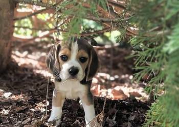 Cudowne szczeniaczki Beagle FCI (ZKwP) po championie