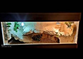 Okazja terrarium dla agamy gekona żółwia węża kameleona legwana boa pająka