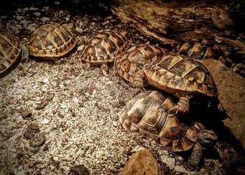 Żółw lądowy Kielce swietokrzyskie