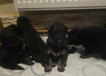 Szczeniaczki Rasy Owczarek Niemiecki długowłosy 1 500 zł