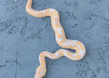 Albino Black Pastel samiec Pyton Królewski