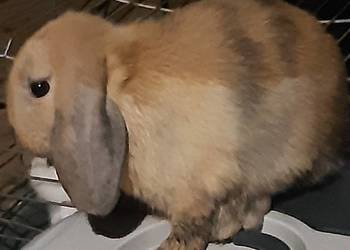 Króliczek mini lop