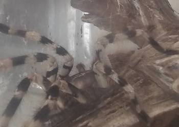 Poecilotheria formosa samica ok 4dc