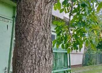 Sprzedam drzewo orzecha włoskiego 100 letni do wycinki
