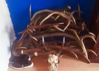 Zrzuty,poroża,wieniec