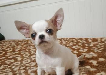 Chihuahua piękny chłopczyk