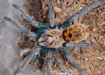 Chromatopelma Cyaneopubescens L3 NS