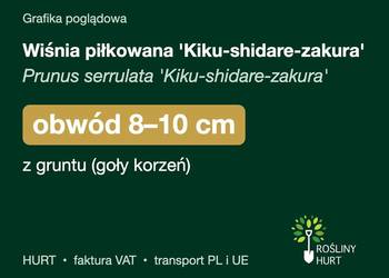 Wiśnia piłkowana 'Kiku-shidare-zakura' obwód 8-10 cm, z gruntu – HURT