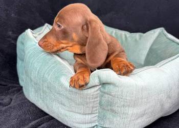 jamnik miniaturowy choco tan