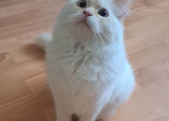 Kocur kremowy neva masquerade kot syberyjski