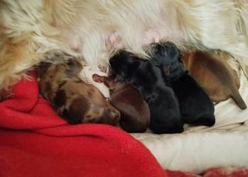 yorkshire terrier - DO REZERWACJI