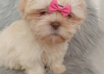 Unikatowa suczka rasy Shih-Tzu