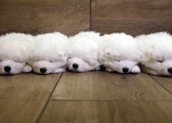 Samoyed szczenięta ZKwP