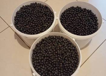 Aronia owoc 5 zł kg