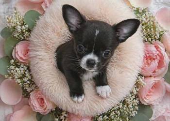 Chihuahua sunia krótkowłosa Łódź