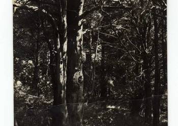 BORY TUCHOLSKIE REZERWAT CISÓW WIERZCHLAS CZARNO BIAŁA