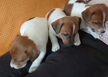 Jack Russell Terrier - suczka