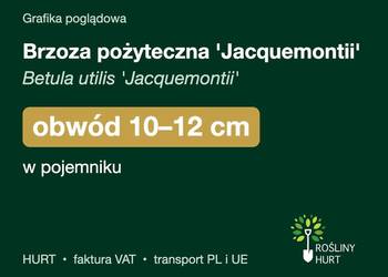 Brzoza pożyteczna 'Jacquemontii' obwód 10-12 cm, w pojemniku – HURT