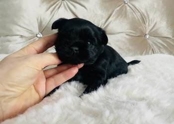 York czarny jak smoła . NIe wybarwi się. Cude,nko.