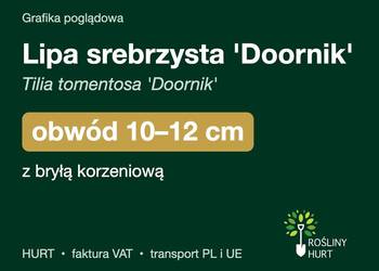 Lipa srebrzysta 'Doornik' obwód 10-12 cm, z bryłą – HURT