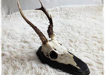 Parostki nr5 młodego kozła z czaszką Rogi długość 20cm