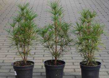 Sośnica japońska parasolowata sadzonka 40-50cm Osiny 49a Kępno
