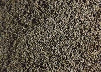 Sprzedam owies tegoroczny