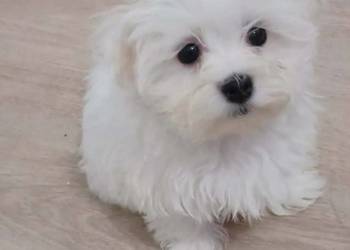 Maltańczyk  z rodowodem UCI