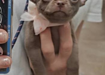 Chihuahua czekoladowa