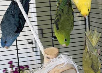 Papużki Katarzynki (Stokówki prążkowane)