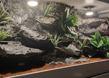 Terrarium specjalistyczne dla agamy brodatej gekona lamparciego