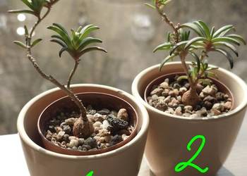 Delosperma bosseranum kaudeks miniatura w osłonce Ice plant sukulent