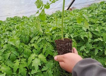 Witam sprzedam pomidory