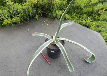 Kolorowa agawa - agave americana variegata NOVA - 3 letnia