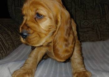 Śliczne Szczenięta Cocker Spaniel Angielski