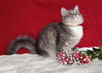 Koty Syberyjskie - MELBA ZKolakowegoDomu*PL