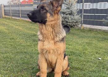 Szczeniak suczki Owczarek Niemiecki